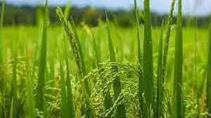 कृषि विज्ञान केंद्र के वैज्ञानिकों द्वारा इछावर विकासखंड के ग्राम सेवनियां, खेरी, निपानिया में गेहूं फसल का निदानिक भ्रमण किया।