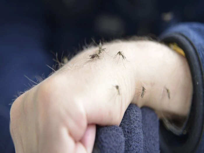 शोधकर्ता और वैज्ञानिक दशकों से मच्छरों के व्यवहार और पैटर्न को समझने की कोशिश कर रहे हैं