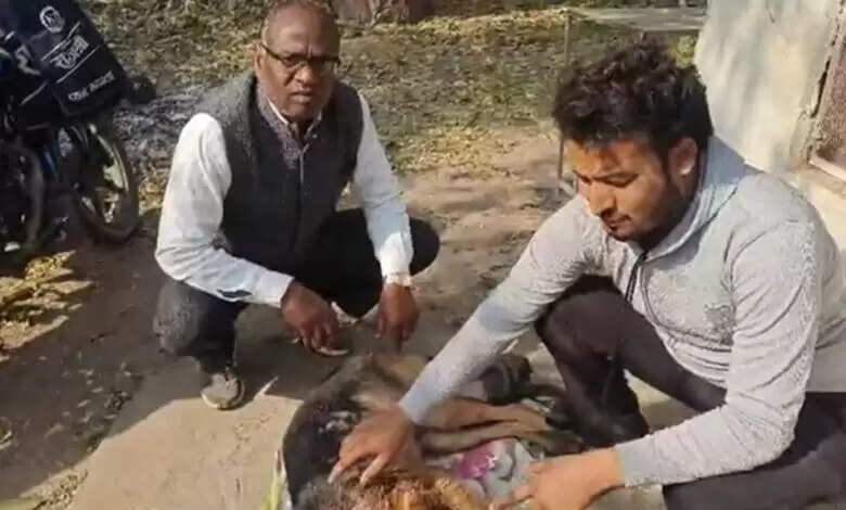 उमरिया में पालतू कुत्ते ने बाघ का सामना किया, परिवार की जान बचाई