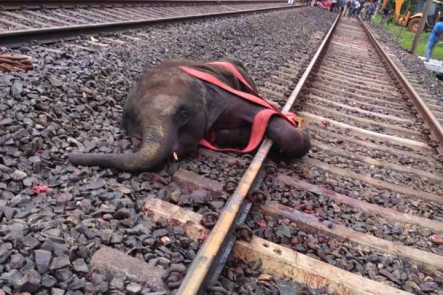 पश्चिम-बंगाल-में-दर्दनाक-हादसा:-ट्रेन-से-टकराकर-तीन-हाथियों-की-मौत,-वन-विभाग-की-लापरवाही-पर-उठे-सवाल