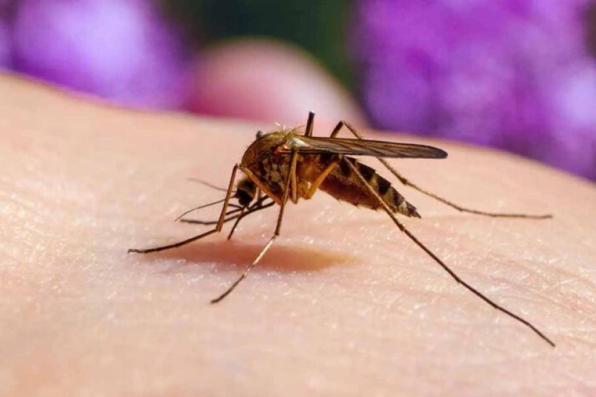 कोरोना-के-बाद-अब-नए-वायरस-का-हमला!-दुनियाभर-में-2-लाख-लोग-संक्रमित