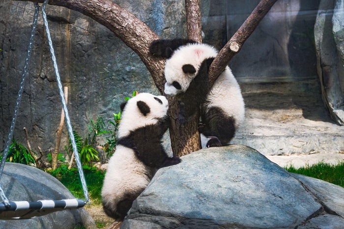 hong-kong-throws-city-wide-first-birthday-party-for-its-much-loved-panda-twins