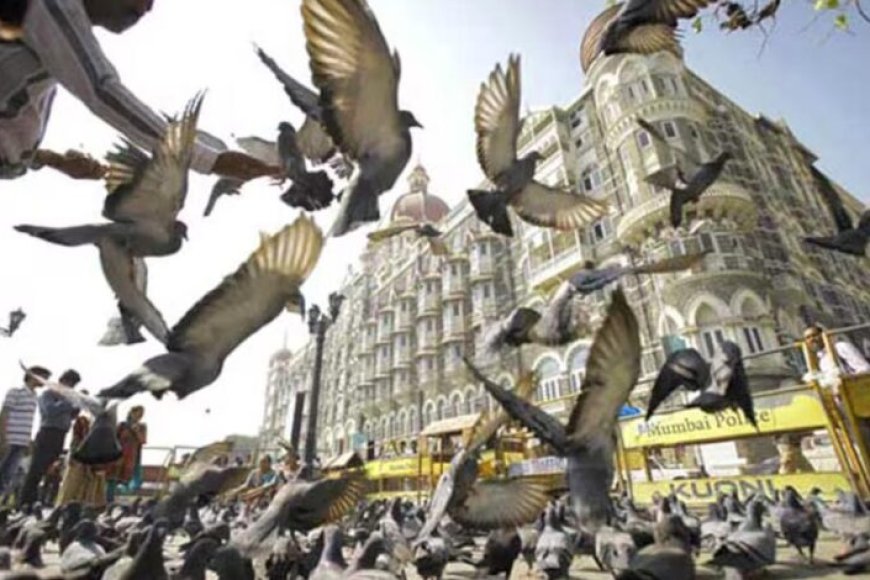 मुंबई-में-कबूतरखानों-पर-ब्रेक:-51-बंद,-दाना-खिलाना-बैन,-100-लोगों-पर-जुर्माना