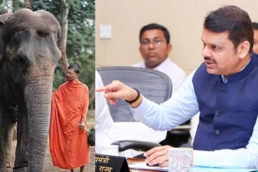 महादेवी-हथिनी-विवाद:-सुप्रीम-कोर्ट-जाएगी-महाराष्ट्र-सरकार,-फडणवीस-ने-दिया-नंदनी-मठ-को-समर्थन