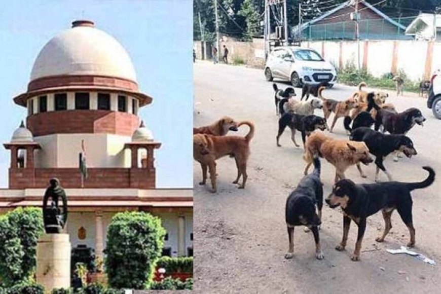 आवारा-कुत्तों-पर-सुप्रीम-कोर्ट-का-सख्त-रुख,-अड़ंगा-डालने-वालों-पर-भी-होगी-कार्रवाई