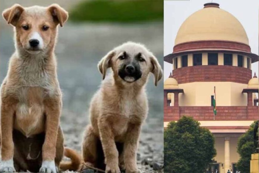 दिल्ली-ncr-में-कुत्तों-से-जुड़ा-मामला-अब-cji-की-निगरानी-में