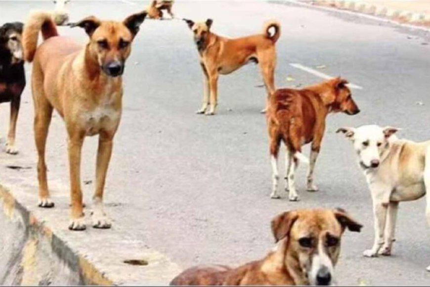 कर्नाटक-के-mlc-का-सनसनीखेज-दावा-–-2500-कुत्तों-को-मरवाकर-पेड़ों-के-नीचे-दफनाया