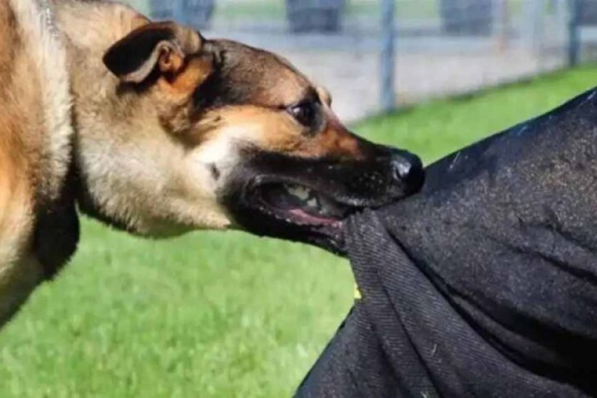 कुशीनगर-में-भयावह-हमला:-अवारा-कुत्तों-ने-महिला-को-नोच-नोचकर-मार-डाला