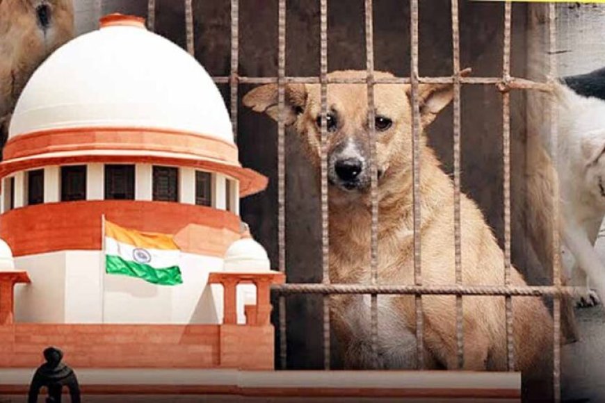 बच्चे-मर-रहे-हैं…-सुप्रीम-कोर्ट-में-डॉग-लवर्स-पर-भड़के-sg-तुषार-मेहता
