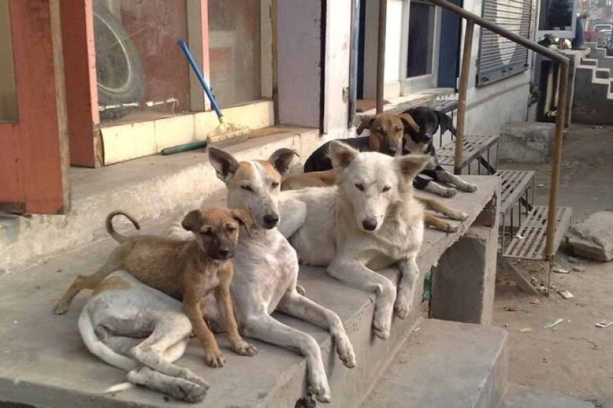 फीफा-वर्ल्ड-कप-से-पहले-मोरक्को-में-30-लाख-कुत्तों-को-मारने-की-योजना,-भड़के-एनिमल-एक्टिविस्ट्स