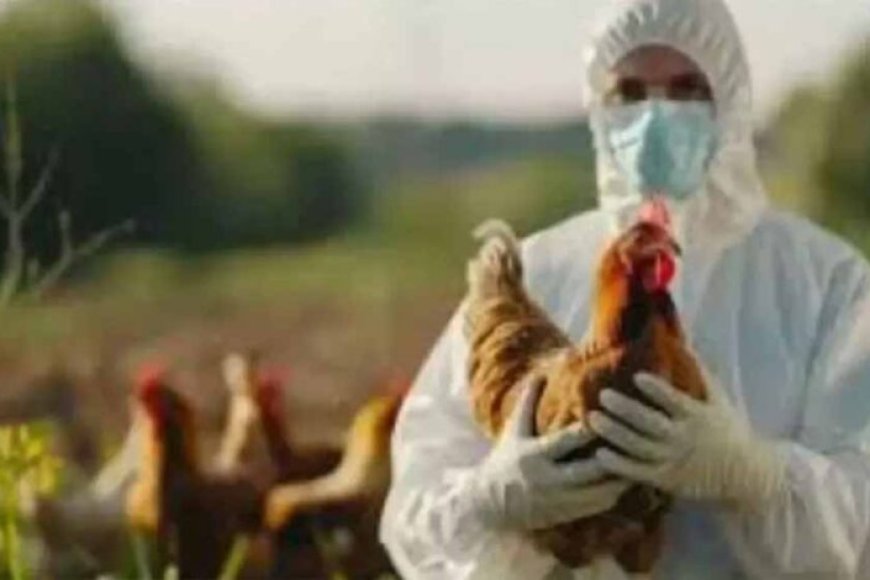 यूपी-के-बाद-उत्तराखंड-में-भी-बर्ड-फ्लू-का-अलर्ट,-जिला-प्रशासन-सतर्क