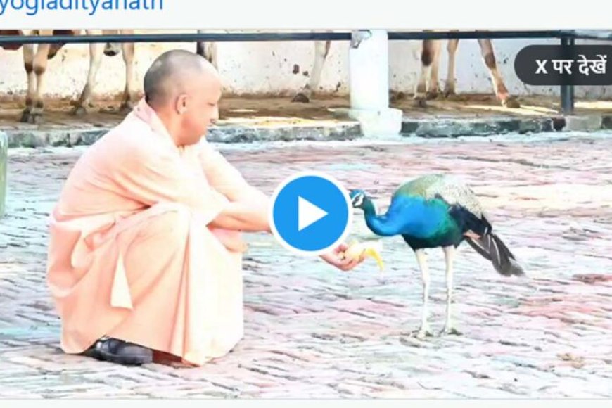 गोरखनाथ-मंदिर-के-दौरे-पर-मुख्यमंत्री,-योगी-के-हाथों-में-केला,-सामने-से-दौड़कर-आया-मोर-फिर…