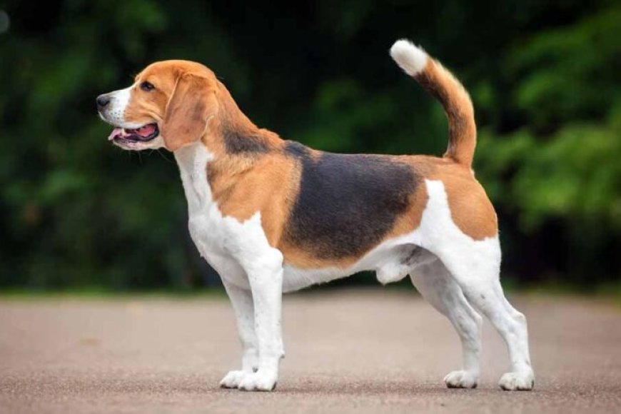 समुद्र-किनारे-खोया-कुत्ता-1500-किमी-दूर-मिला,-3-महीने-बाद-मालकिन-की-तड़प-हुई-खत्म