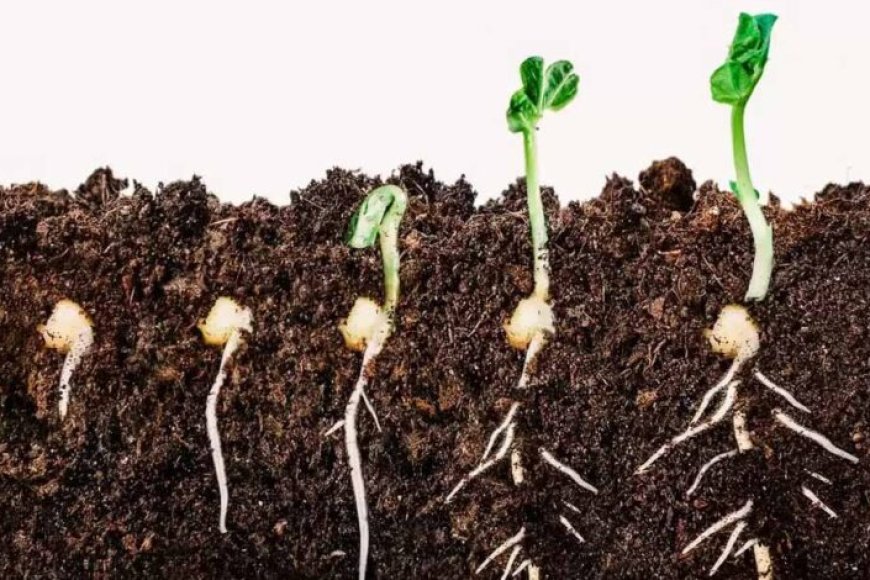 रबी-सीजन-में-बीजशोधन-जरूरी:-कृषि-रक्षा-अधिकारी-ने-किसानों-को-दी-अहम-सलाह