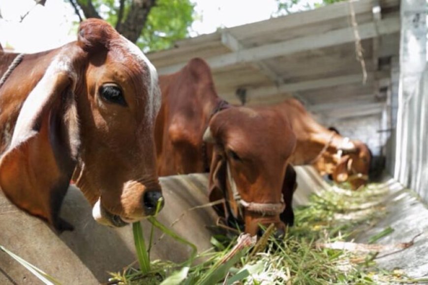 विशेष-आर्टिकल-गिर-गाय-नस्ल:-स्वदेशी-गौ-संवर्धन-की-रानी-–-विशेषताएं,-लाभ-और-उत्तर-प्रदेश-में-योगदान