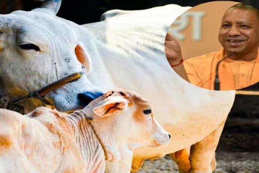 विशेष-आर्टिकल-साहीवाल-गाय-नस्ल:-उत्तर-प्रदेश-की-डेयरी-क्रांति-की-रानी-–-विशेषताएं,-लाभ-और-योगी-सरकार-की-योजनाओं-में-योगदान