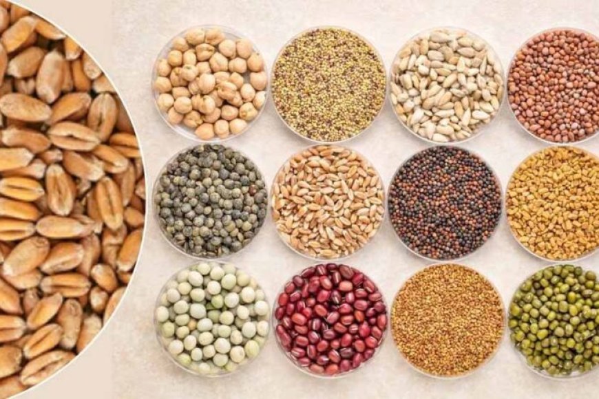 रबी-सीजन-2025-26:-यूपी-के-किसानों-को-मिलेंगे-11-लाख-क्विंटल-बीज,-खाद-की-कोई-कमी-नहीं