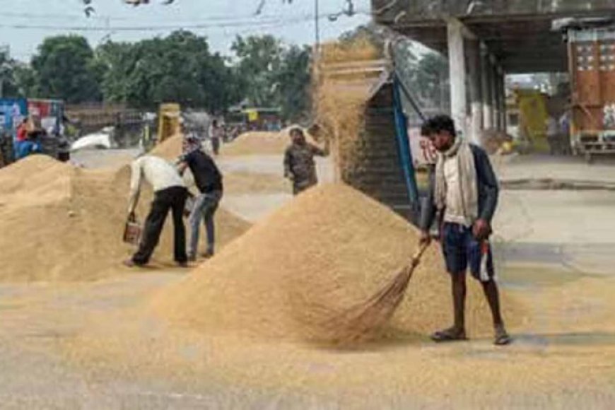 51-हजार-से-अधिक-किसानों-से-किया-गया-धान-क्रय
