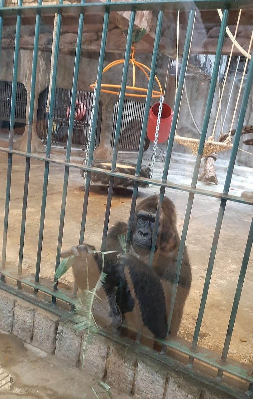 world-animal-protection-calls-for-enhanced-institutionalized-protection-of-animals